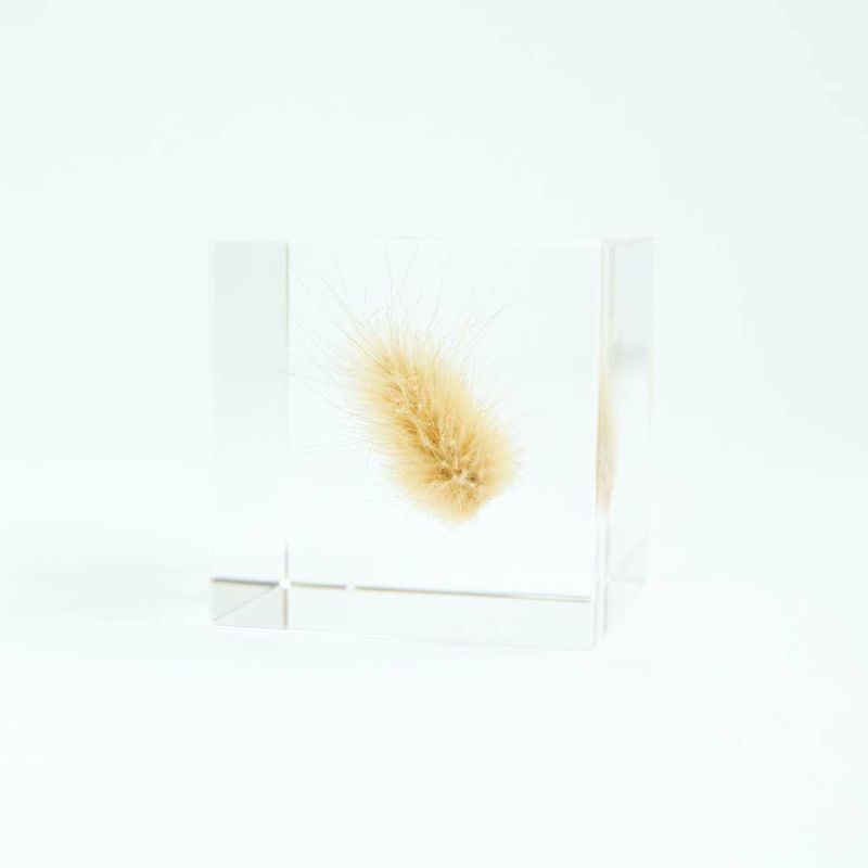 Sola Cube - Bunny Tail Grass