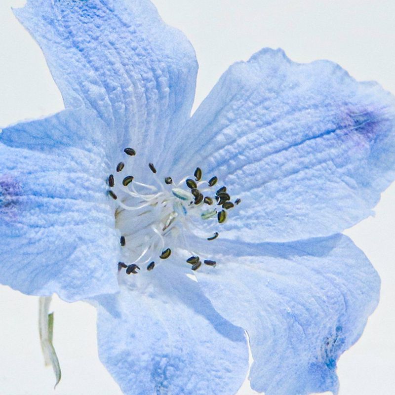 Sola Cube - Siberian Larkspur