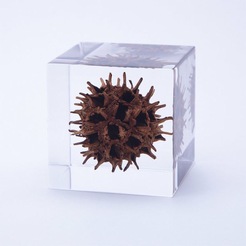 Sola Cube - American Sweetgum