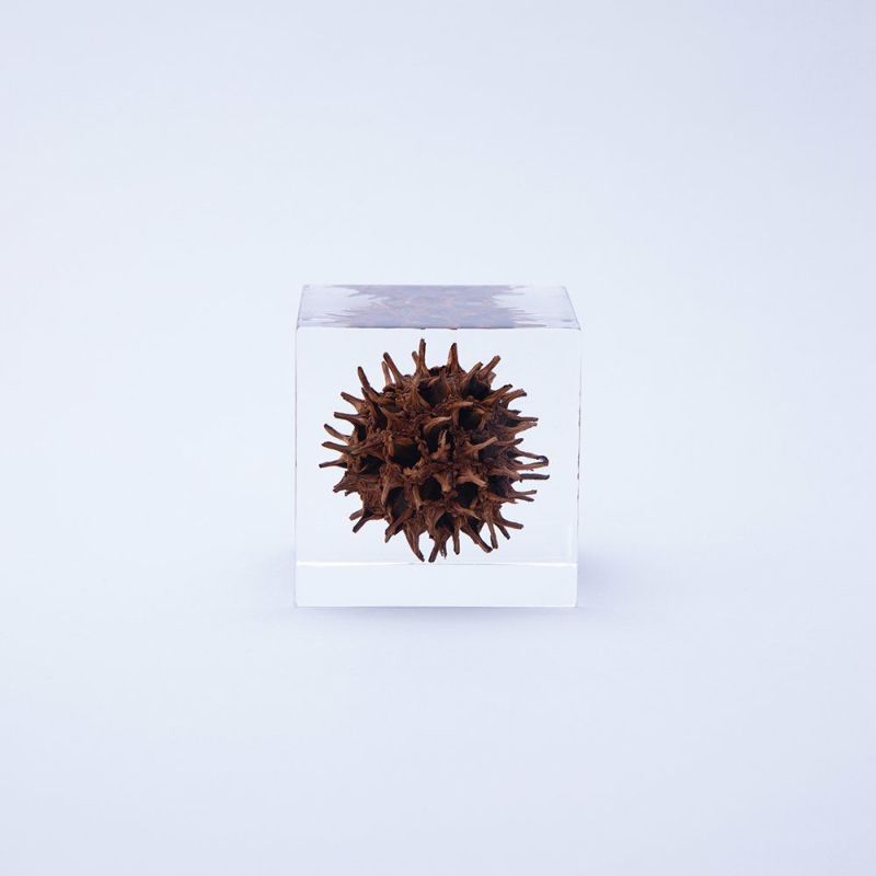 Sola Cube - American Sweetgum