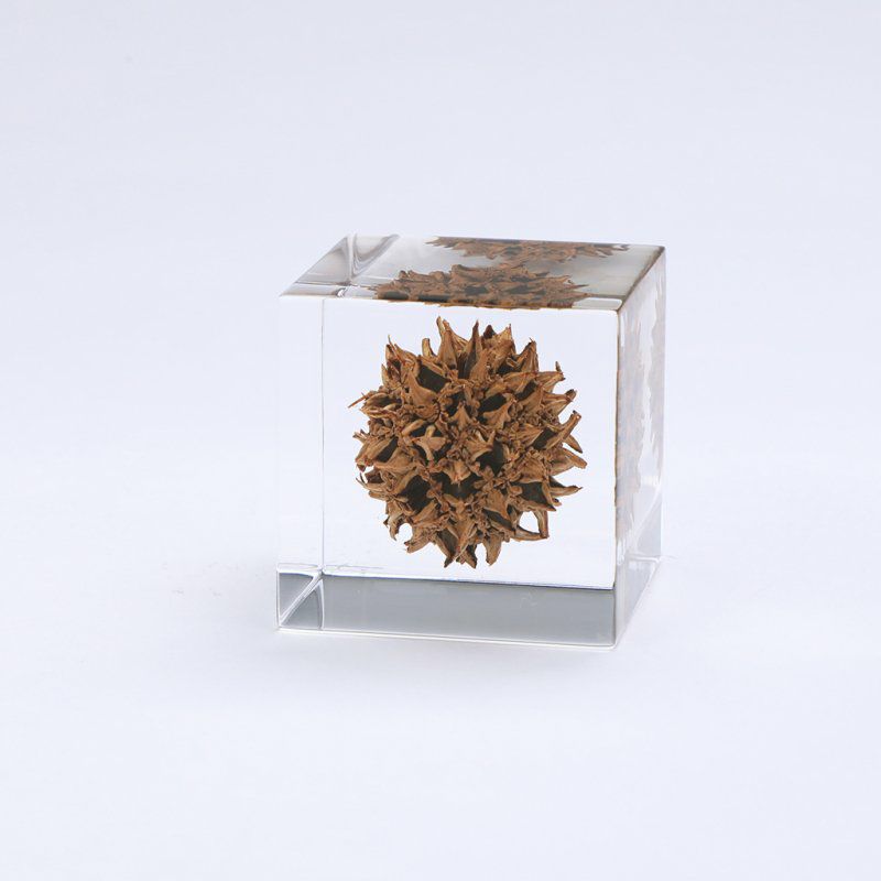 Sola Cube - American Sweetgum