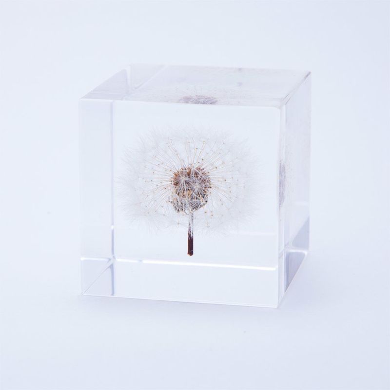 Sola Cube - Dandelion