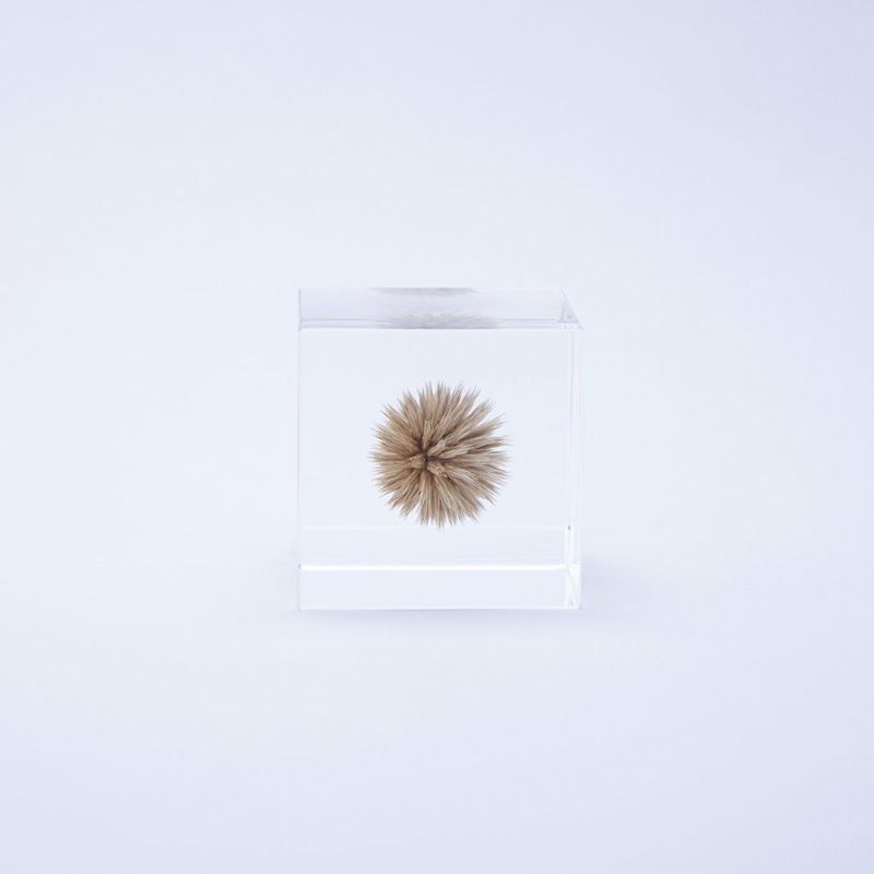 Sola Cube - Globe Thistle