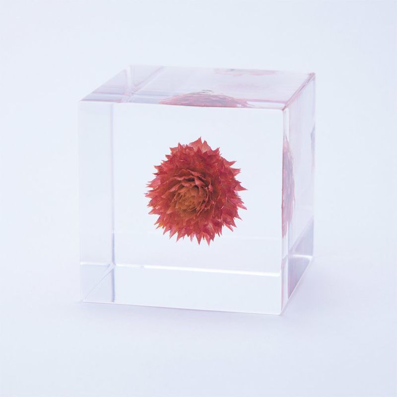 Sola Cube - Globe Amaranth