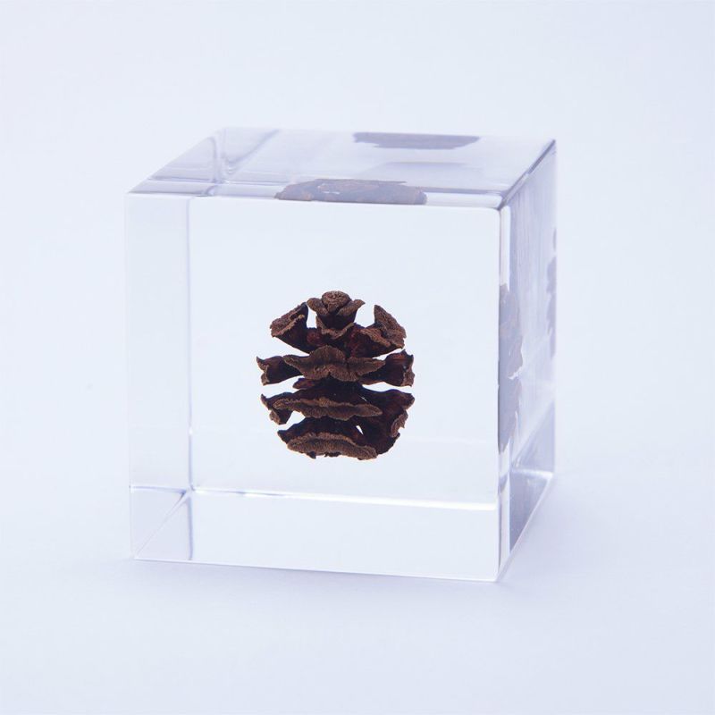 Sola Cube - Dawn Redwood