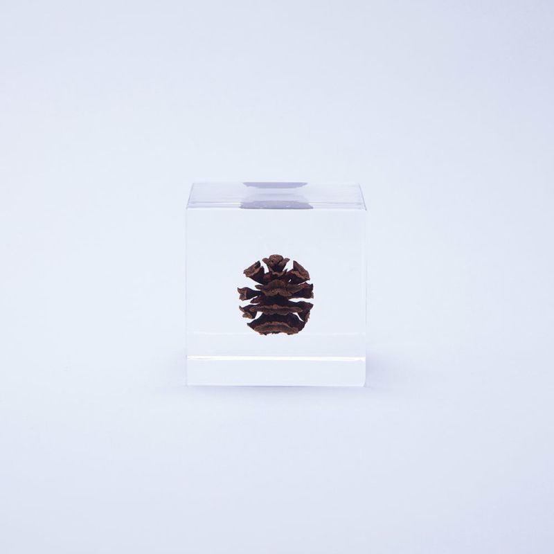 Sola Cube - Dawn Redwood