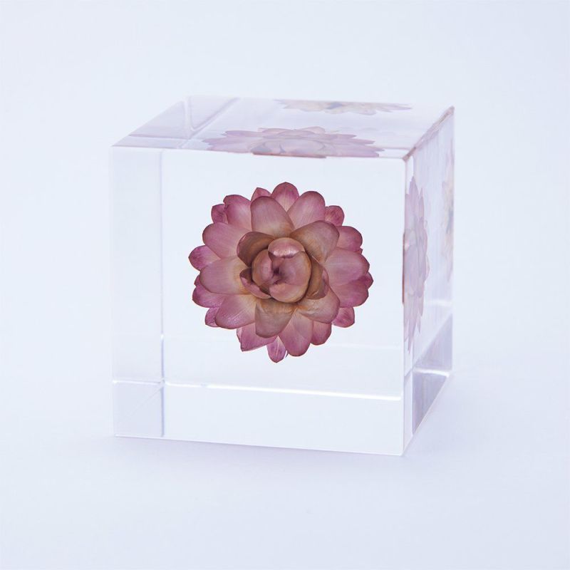 Sola Cube - Strawflower