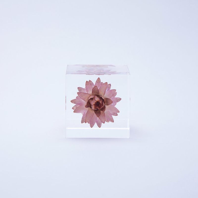 Sola Cube - Strawflower