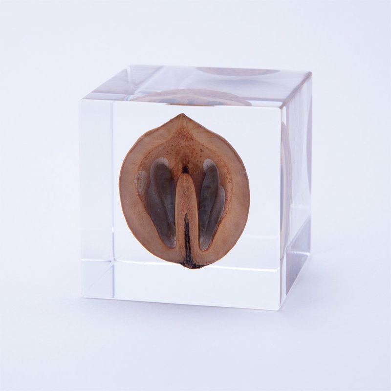 Sola Cube - Japanese Walnut