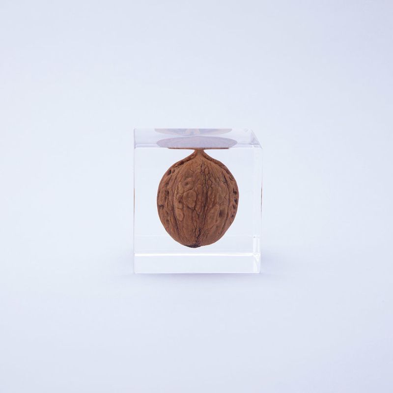 Sola Cube - Japanese Walnut