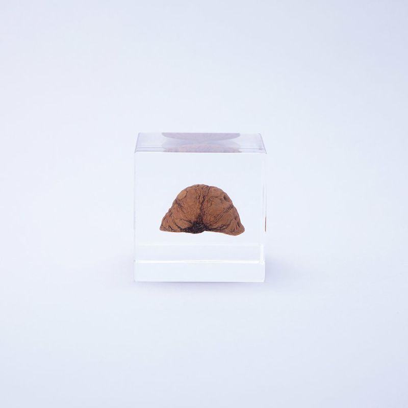 Sola Cube - Japanese Walnut