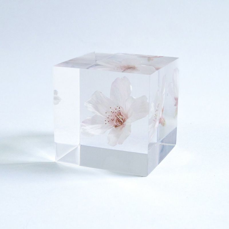 Sola Cube - Sakura Somei-yoshino