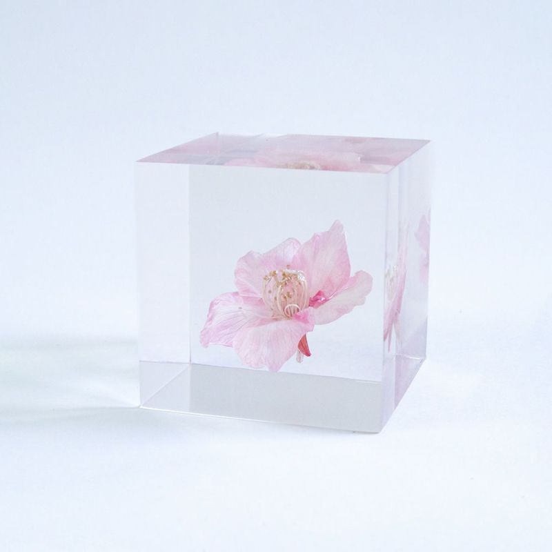 Sola Cube - Sakura Kawazu-zakura