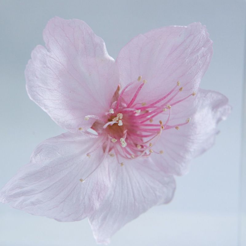 Sola Cube - Sakura Oh-kanzakura – Aa Furniture