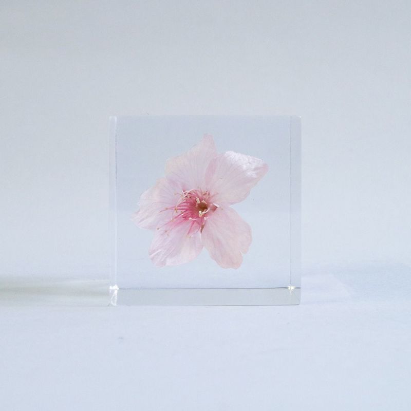 Sola Cube - Sakura Oh-kanzakura