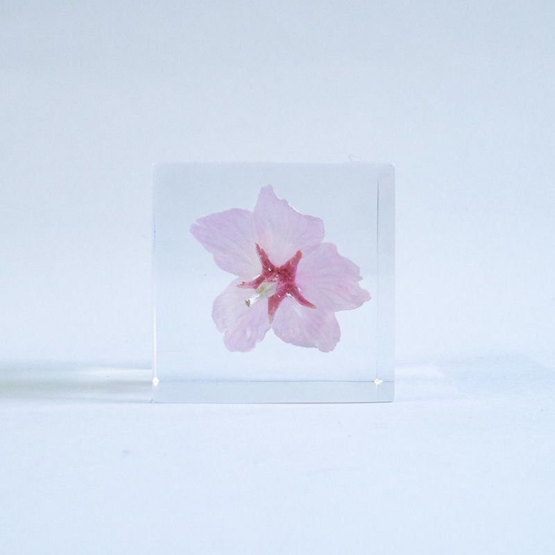 Sola Cube - Sakura Oh-kanzakura – Aa Furniture