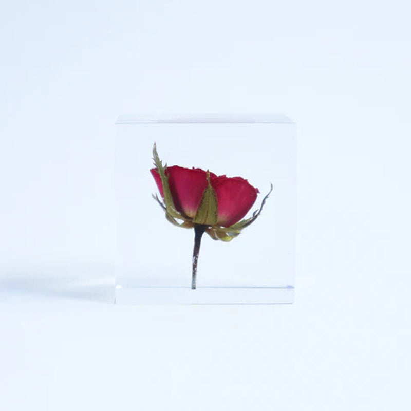 Sola Cube - Rose (Preorder Only)