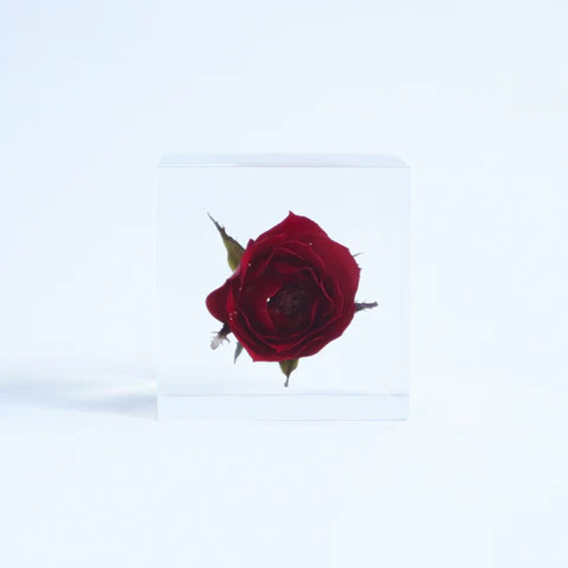 Sola Cube - Rose