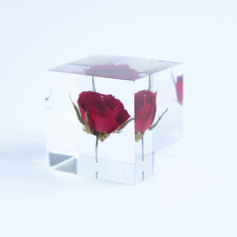 Sola Cube - Rose (Preorder Only)